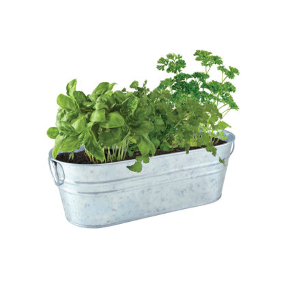 Erbe Aromatiche