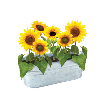 Girasole