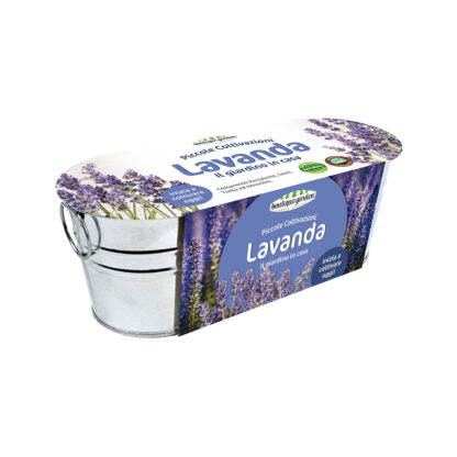Lavanda