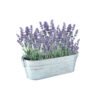 Lavanda