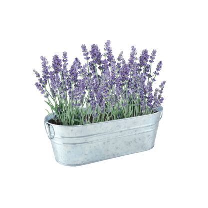 Lavanda