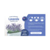 Lavanda