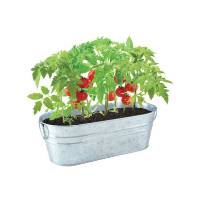 Tomato